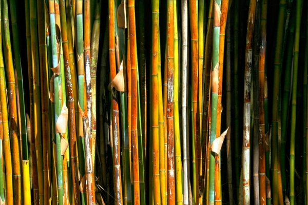 bamboo plant grass