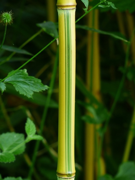 bamboo stalk green