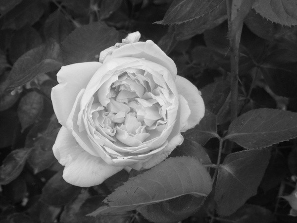 bampw white rose close up