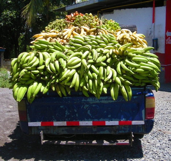 banana delivery truck panama