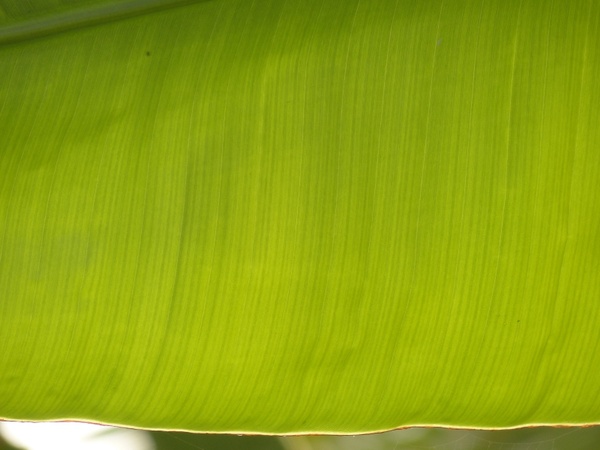 banana leaf journal green