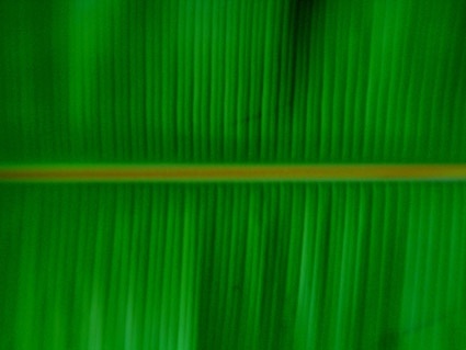 banana leaf quality picture