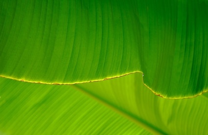 banana leaf quality picture 2