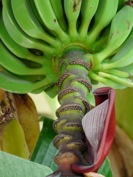 banana shrub shrub bananas