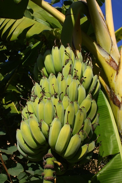 bananas ripening on the tree