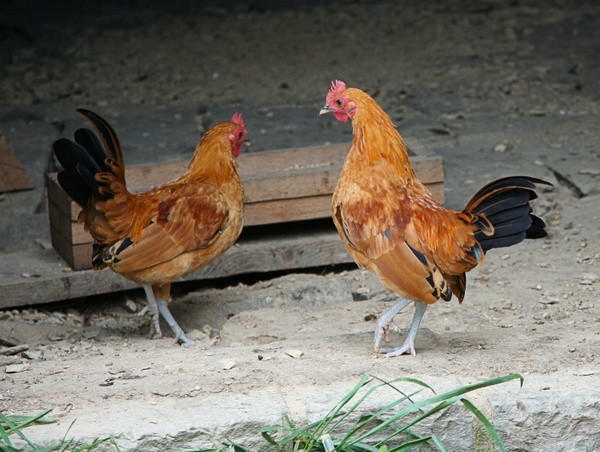 bantam chickens hens poultry