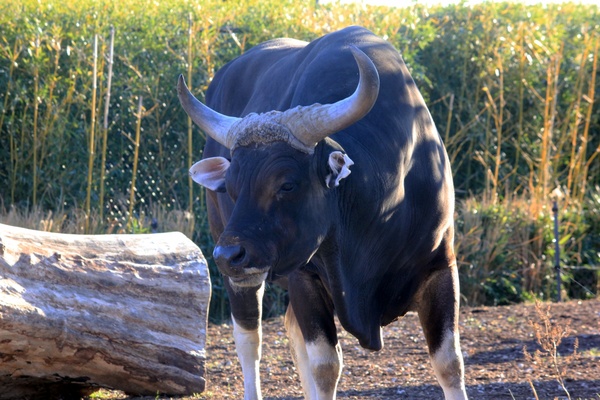 banteng 