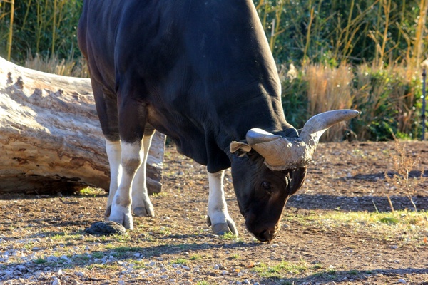 banteng 