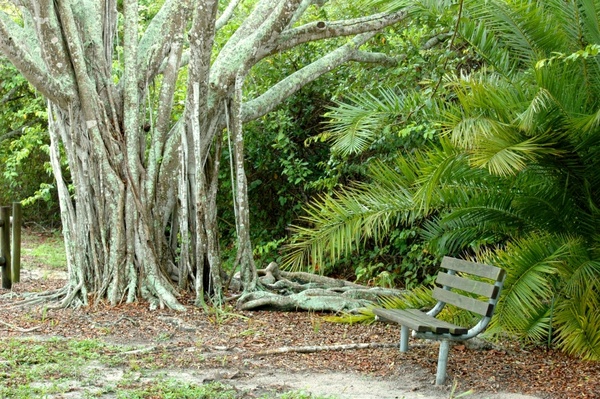 banyan tree bench