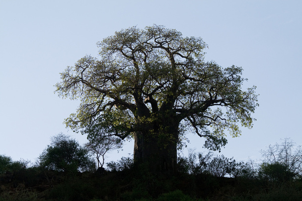 baobab tree 