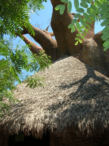 baobab tree crooked 