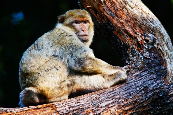 barbary ape monkey pets