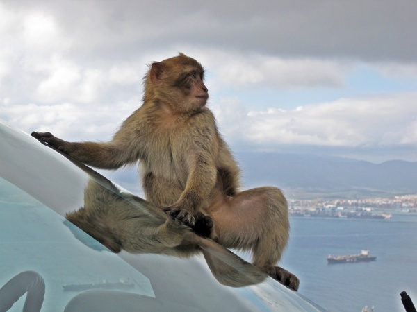 barbary macaque wildlife monkey