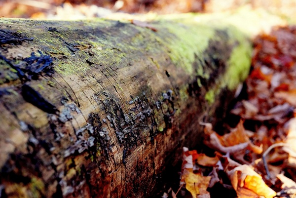 bark close up leaf moss nature tree wood