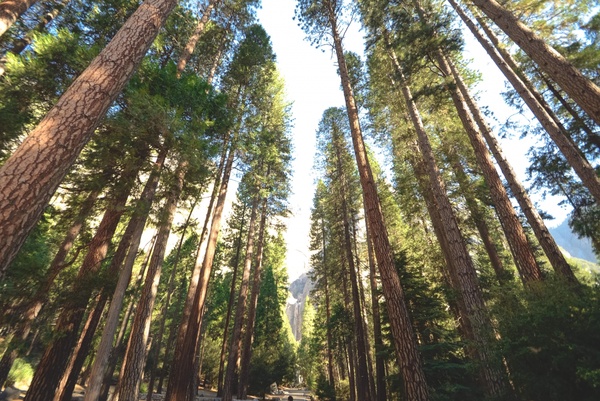 bark conifer cypress evergreen forest landscape