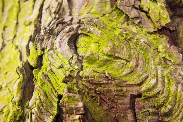 bark layer tree