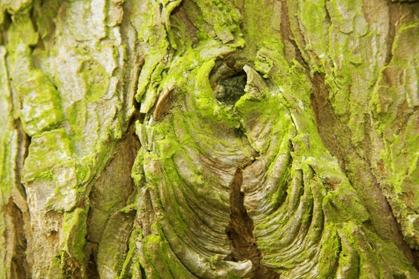 bark layer tree