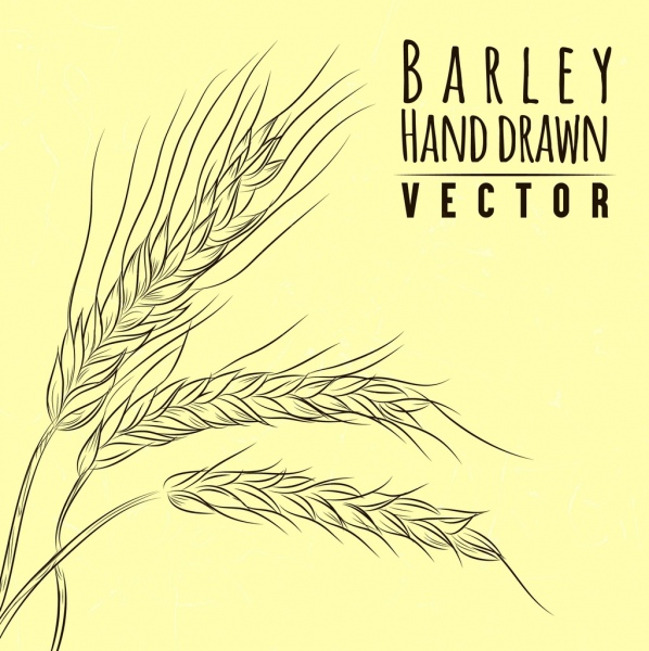 barley background handdrawn sketch