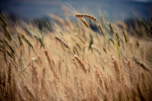 barley beach crop dunes field gold golden grain