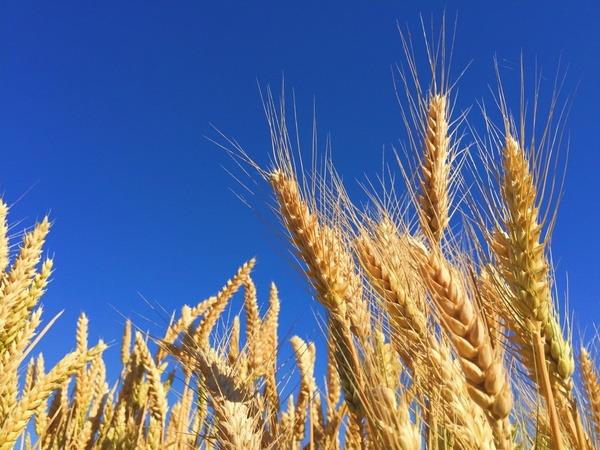 barley bread cereal corn countryside crop farm