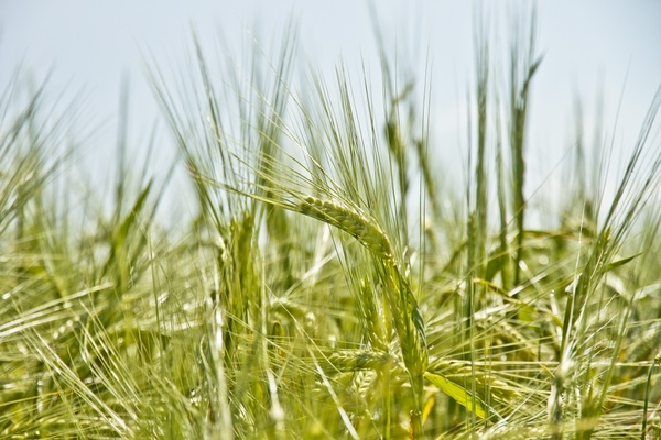 barley bread cereal countryside crop detail farmland