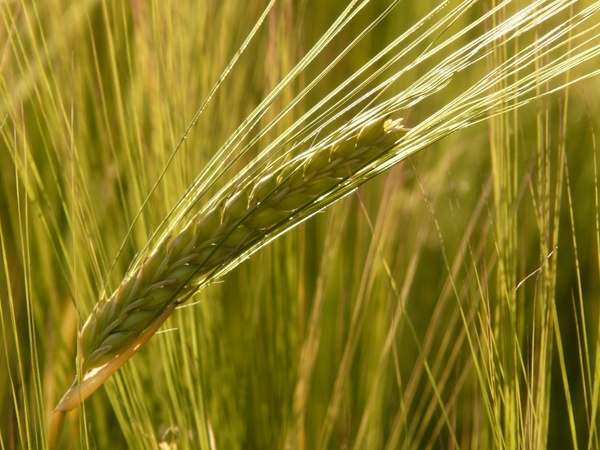barley field barley cereals