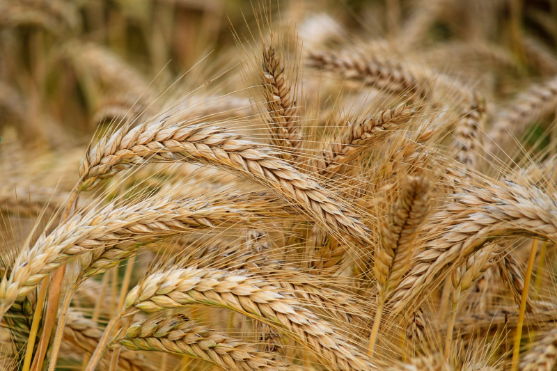 barley field picture backdrop elegant closeup 