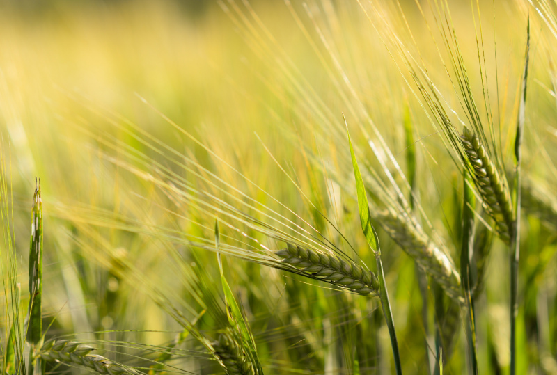 barley field picture bright elegance