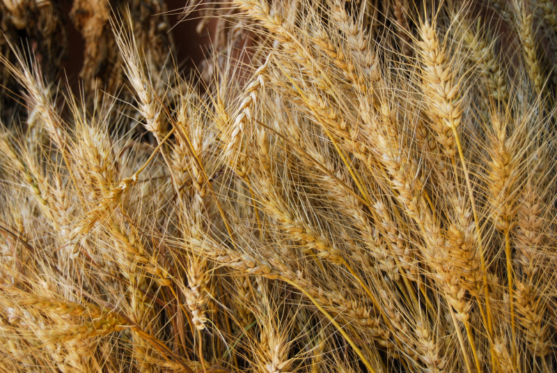 barley field picture closeup realistic