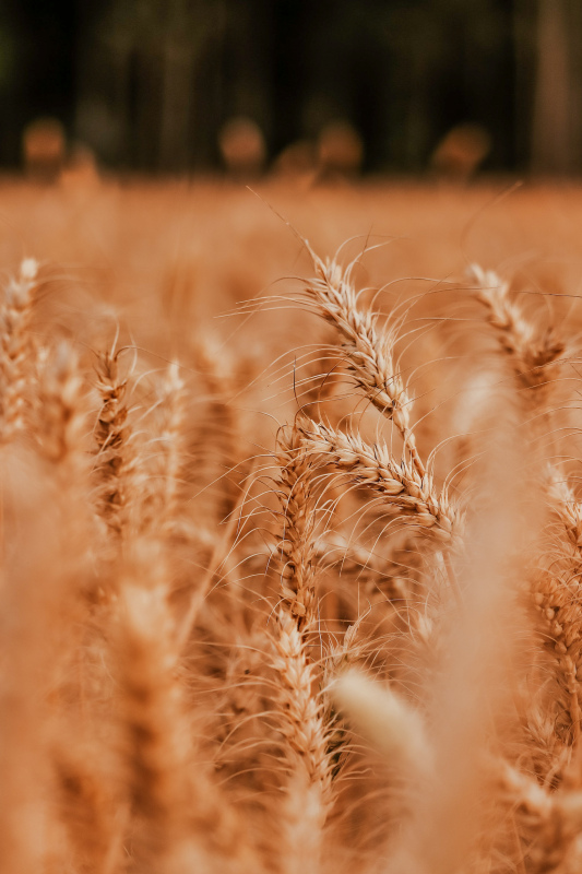 barley field picture contrast blurred closeup 