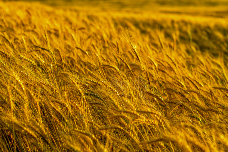 barley field picture dynamic windy field 
