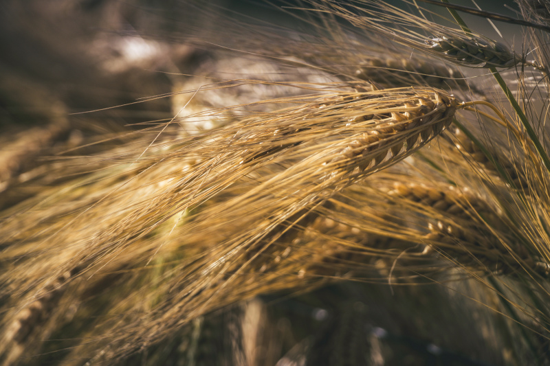 barley field scene picture contrast closeup 