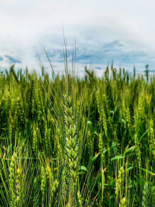 barley field scene picture elegant bright closeup 
