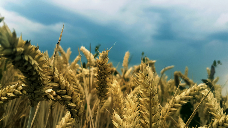 barley field scene picture elegant bright plant sky