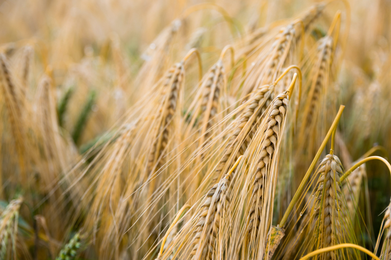 barley field scene picture elegant closeup