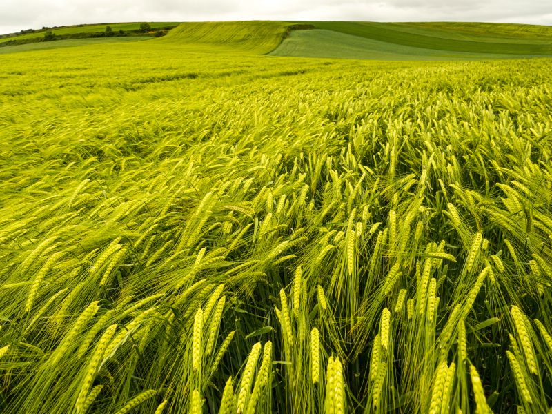 barley field scenery picture elegant bright 