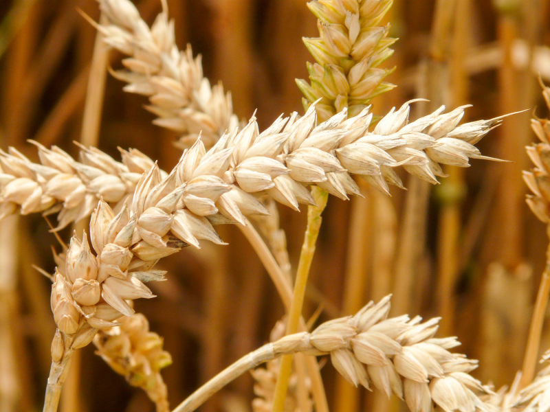 barley field scenery picture elegant closeup 