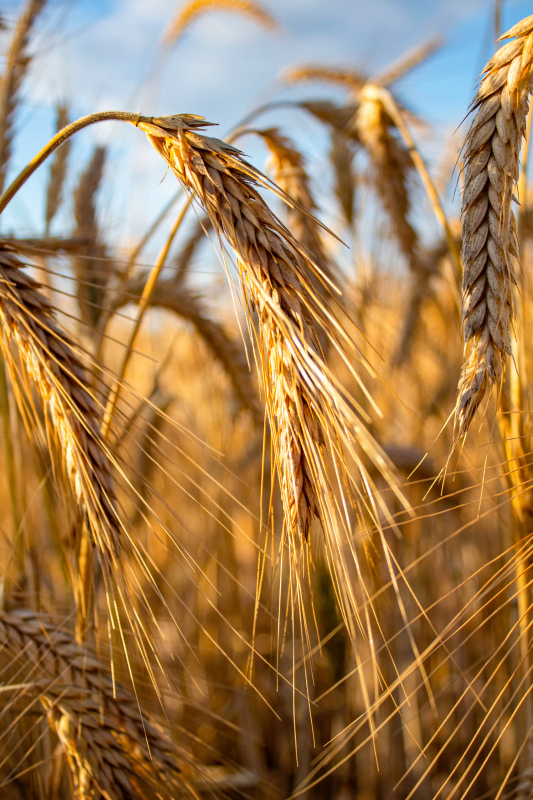barley field scenery picture elegant closeup 