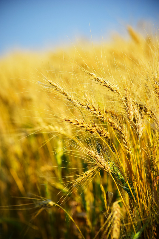 barley field scenery picture elegant closeup blurred 