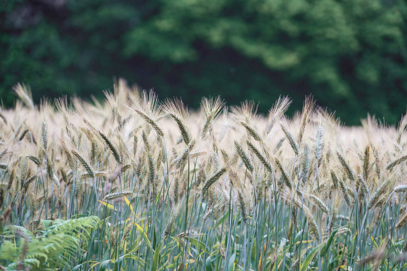 barley field scenery picture elegant realistic 