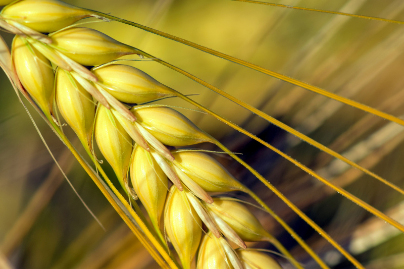 barley flower picture elegant closeup 