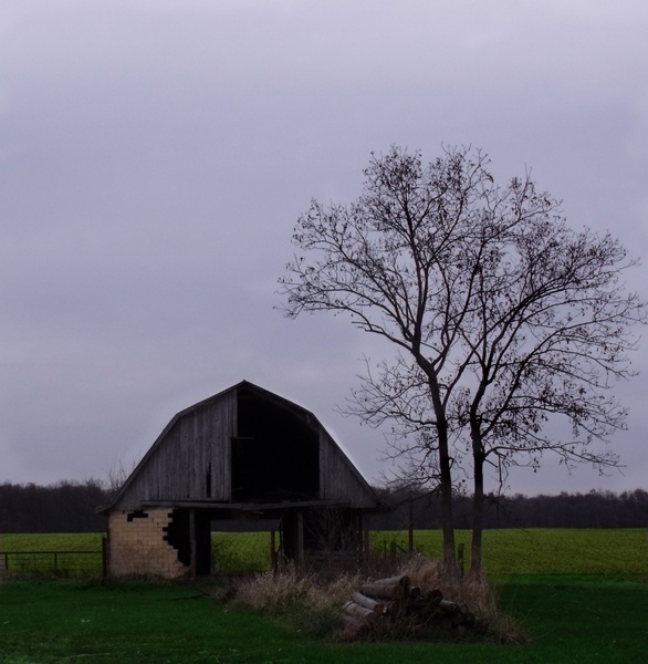 barn and tree 