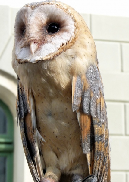 barn owl bird animal