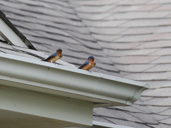 barn swallows on a roof