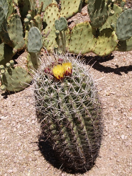 barrel cactus plant hot 