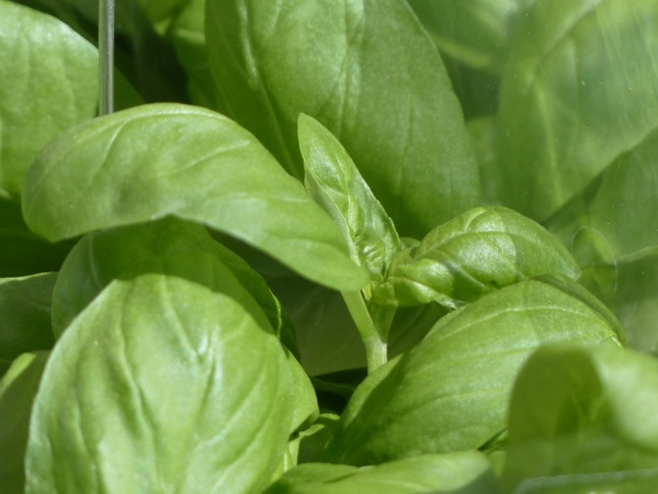 basil ocimum basilicum kitchen herb