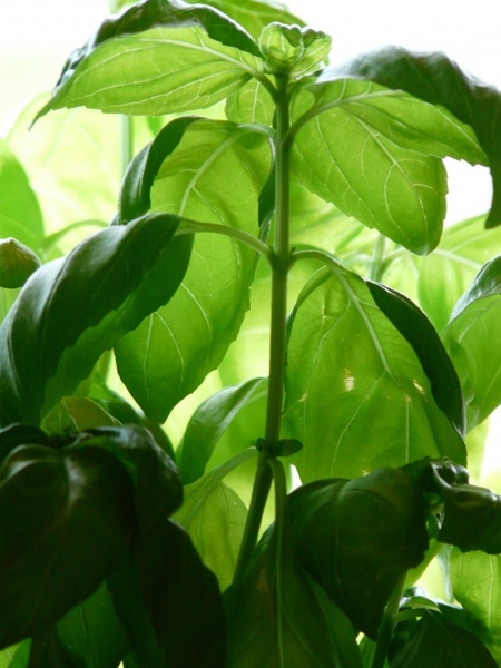 basil plant spice