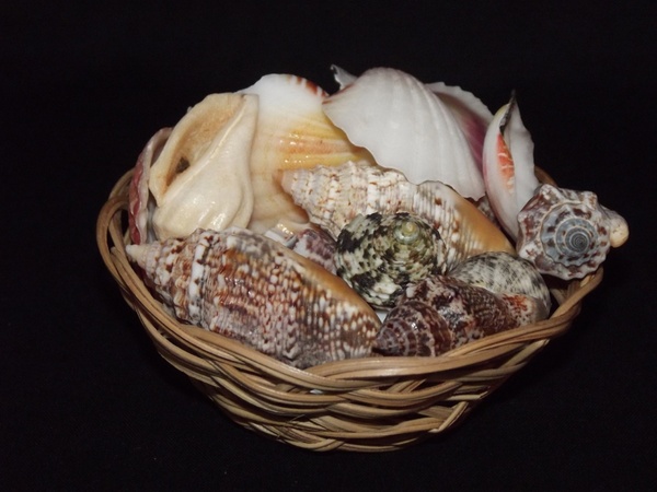 basket of sea shells