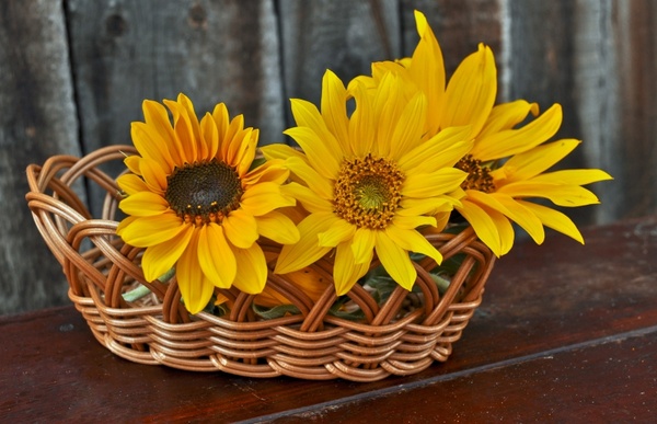 baskets of flowers sunflower