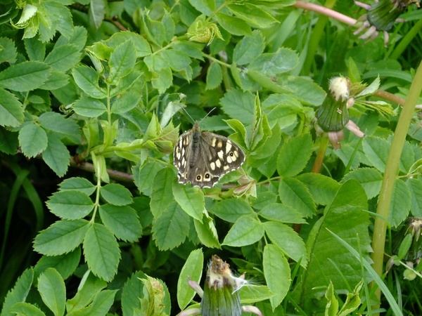 basking butterfly
